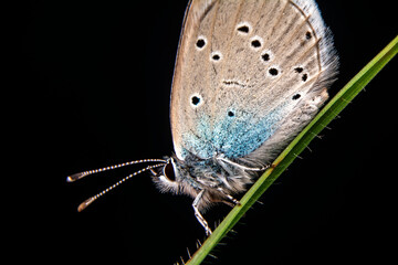 Macro shots, Beautiful nature scene. Closeup beautiful butterfly sitting on the flower in a summer garden.