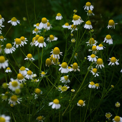 Fototapeta premium daisies in the grass