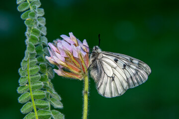 Macro shots, Beautiful nature scene. Closeup beautiful butterfly sitting on the flower in a summer garden.