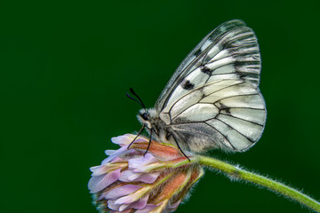 Macro shots, Beautiful nature scene. Closeup beautiful butterfly sitting on the flower in a summer garden.