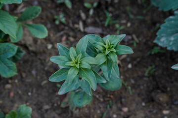 Snapdragon plant before it has set any blooms. Top view. Flower garden.