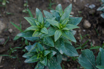 Snapdragon plant before it has set any blooms. Top view. Flower garden.