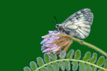Macro shots, Beautiful nature scene. Closeup beautiful butterfly sitting on the flower in a summer garden.