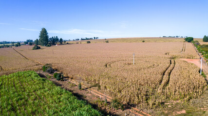 Fototapeta na wymiar Aerial view of a cornfield in the countryside. On a farm in Brazil.