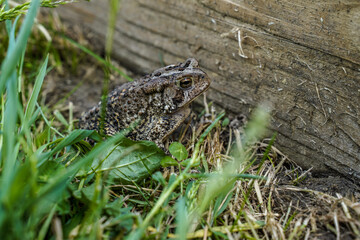 Up close image of a frog, toad on the ground by a raised flower bed. Focus on the eyes.