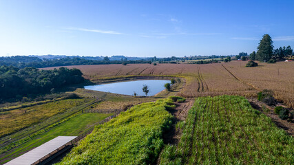 Aerial view of a cornfield in the countryside. On a farm in Brazil. With a lake in the background