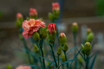 Bright, orange, salmon colored, dianthus plant. Some flowers in bloom, others still buds.