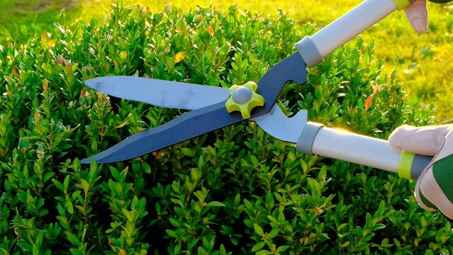Plant pruning.Boxwood pruning.Round shape of boxwood .Shearing and shaping boxwood in a sunny garden. High quality 4k footage