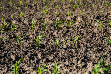 Rows of corn sprouts beginning to grow. Young corn seedlings growing in a soil. Agricultural concepts.