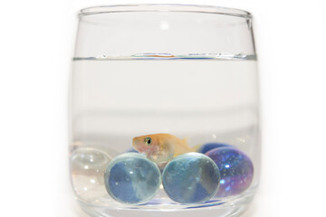 メダカ