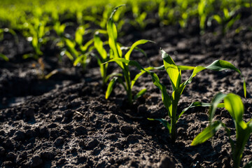 Rows of corn sprouts beginning to grow. Young corn seedlings growing in a soil. Agricultural concepts.