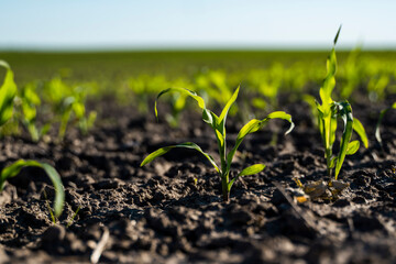 Young corn seedlings growing in a fertile soil. An agricultural field on which grow up young corn. Rural landscape.