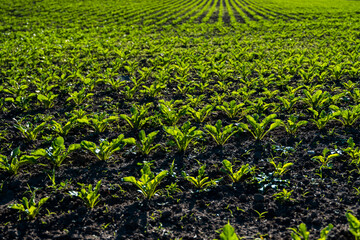 Straight rows of sugar beets growing in a soil in perspective on an agricultural field. Sugar beet cultivation. Young shoots of sugar beet, illuminated by the sun. Agriculture, organic.