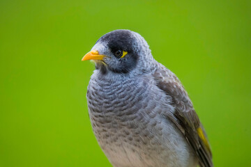 Noisy Miner close up