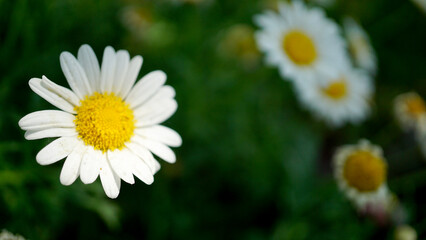 Obraz premium 서울 시청앞 화단에 심어놓은 꽃들이 활짝피었네요.