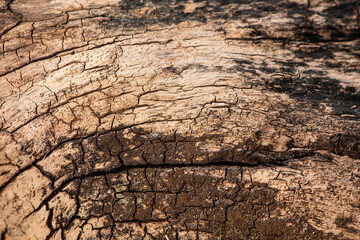 ancient crack wood texture background
