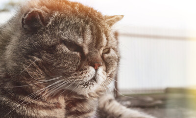 A funny big long-haired cat with beautiful big eyes lies on the sofa.