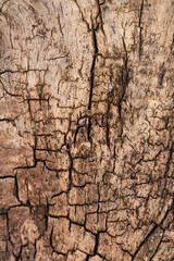 ancient crack wood texture background