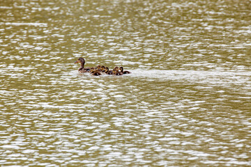 Mallards enjoying a river in Western Ontario.