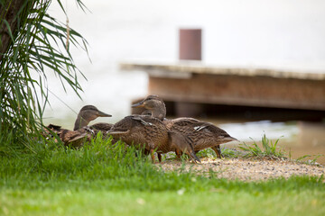 Mallards enjoying a river in Western Ontario.