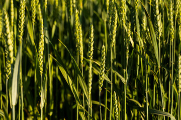 Young green wheat growing in agricultural field. Wheat sprout growing in soil. Close up on sprouting wheat.