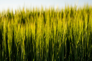 Young green barley growing in agricultural field in spring. Unripe cereals. The concept of agriculture, organic food. Barleys sprout growing in soil. Close up on sprouting barley in sunset.