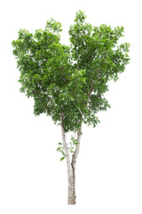 Fototapeta na wymiar Large green tree is isolated on a white background. clipping path