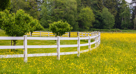 Typical white wooden fence in farmland. Summer meadow in rural area