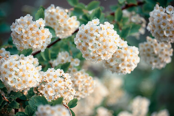 Blooming white fluffy spring bushes. Flowers in water drops after rain. Spirea white.