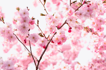 delicate flowers of pink sakura . Delicate artistic photo. selective focus.
