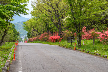 つつじの咲く直線道路