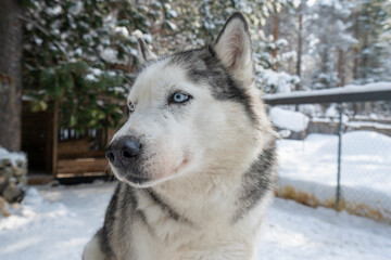 Dog siberian hasky on winter background.