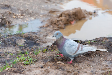 A city pigeon stands by a puddle