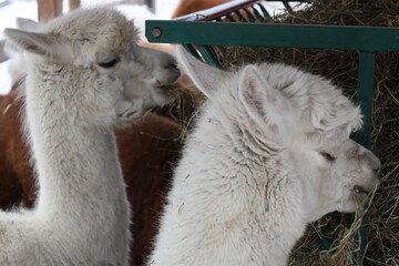 alpaca in the zoo