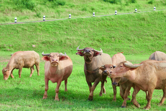 herd of Thai buffalo grazing on the meadow