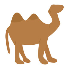 Camel for qurban