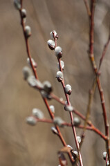 Close up of Pussy Willows
