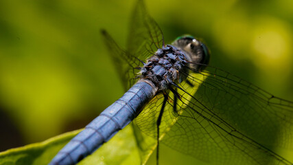 Blue Dragonfly looking from top of wings and its back - Powered by Adobe