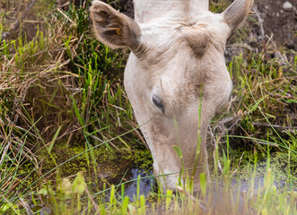 Close up of cow drinking water from the river