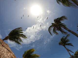 Aves volando bajo el sol