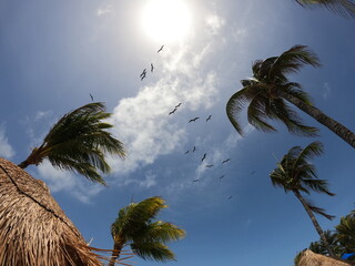 Aves volando bajo el sol