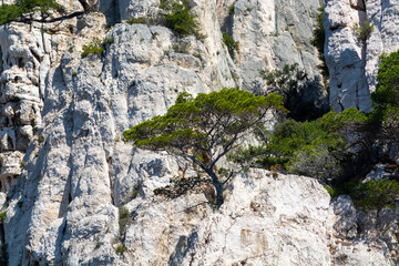 Mediterranean pine tree growing on white limestone rocks and cliffs in Calanques national park, Provence, France