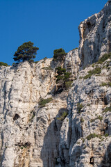 Fototapeta na wymiar Mediterranean pine tree growing on white limestone rocks and cliffs in Calanques national park, Provence, France