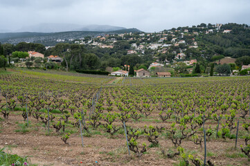 Fototapeta na wymiar Vineyards of Cotes de Provence in spring, wine making in South of France