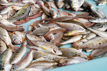 Catch of the day for sale on daily fish market in old port of Marseille, Provence, France