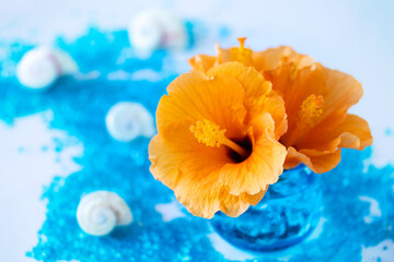 甘いオレンジ色のハイビスカスと青い砂とシェル（ブルーバック）