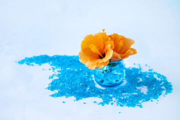 甘いオレンジ色のハイビスカスと青い砂で浜辺イメージ（ブルーバック）