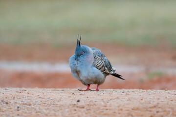 A crested pigeon is enjoying a nap in Broome, Western Australia