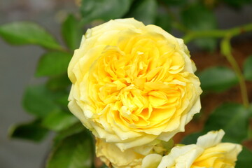 黄色のバラ