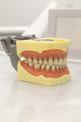 educational instrument, denture model with teeth, molars and gums, dental health and smile design, object